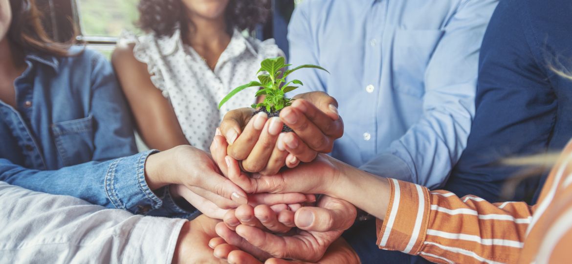 Growth concept. Group holding a seedling plant.